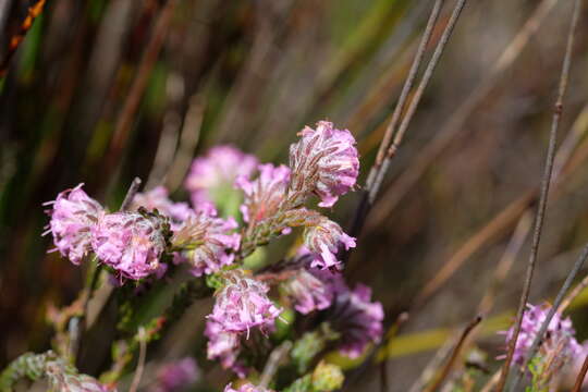 Image of Erica barbigeroides E. G. H. Oliver