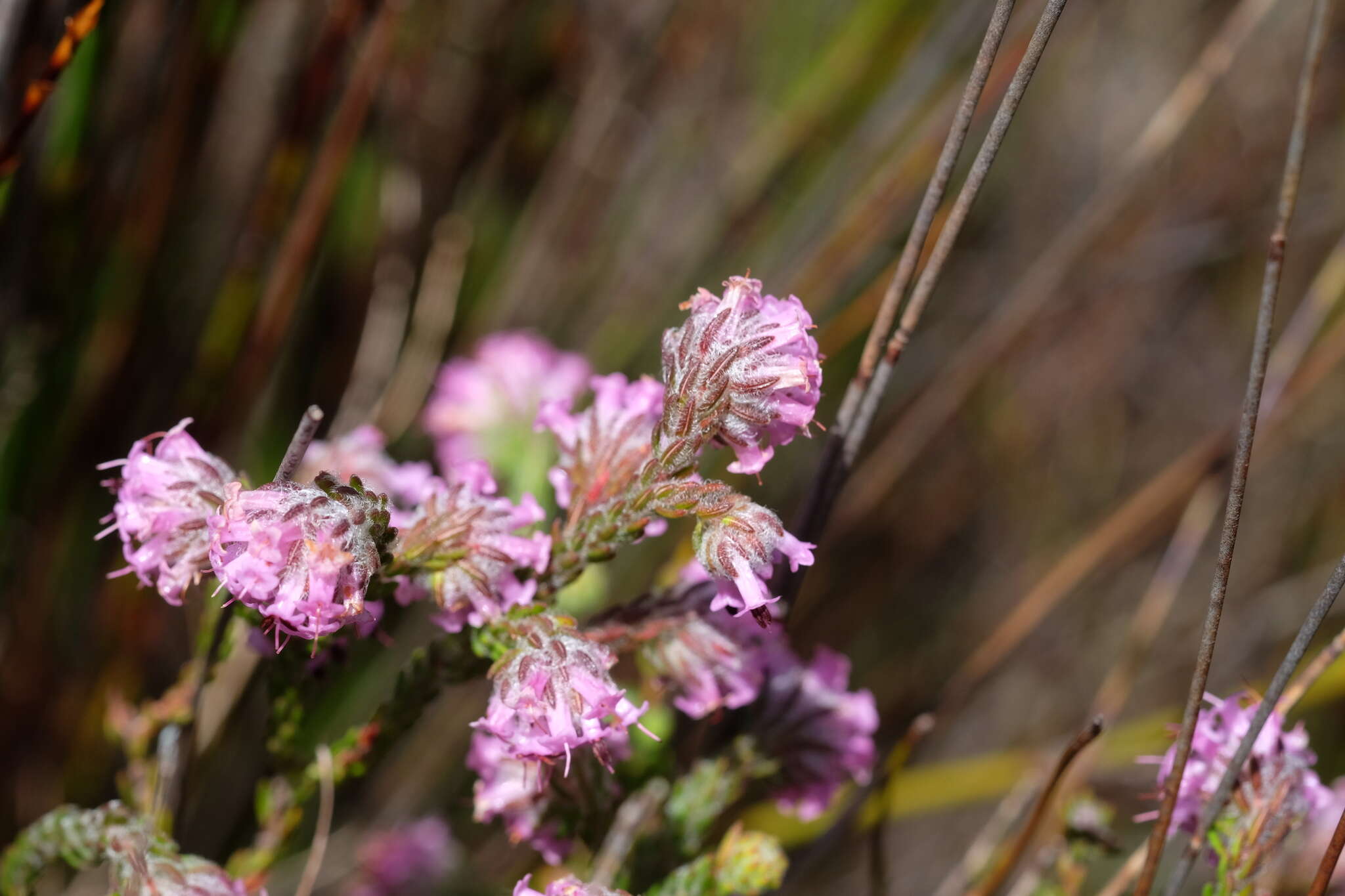 Image of Erica barbigeroides E. G. H. Oliver