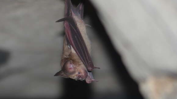 Image of Hipposideros speoris (Schneider ex Schreber 1800)