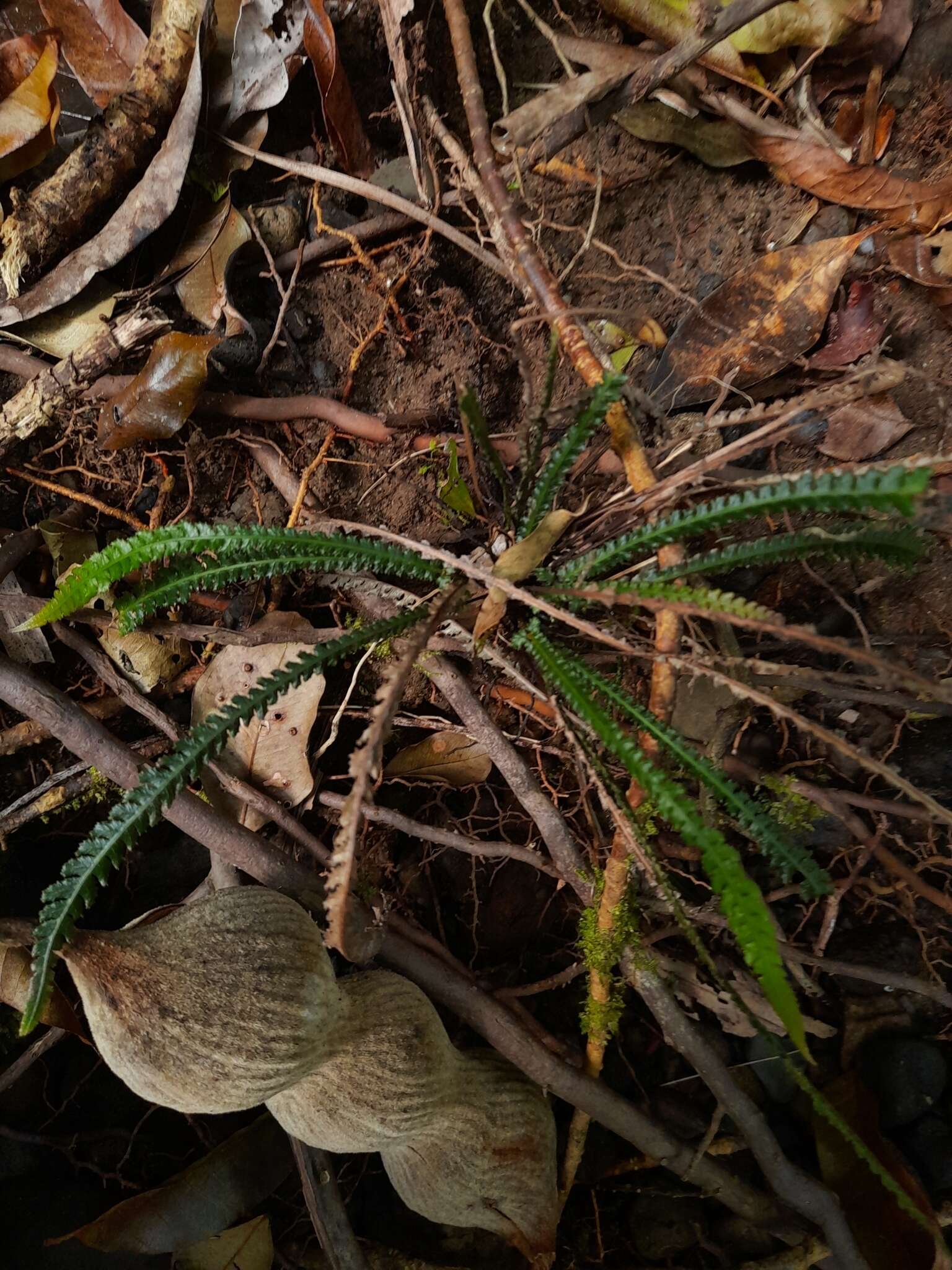 Image of Doodia heterophylla (Bail.) Wedd. & White