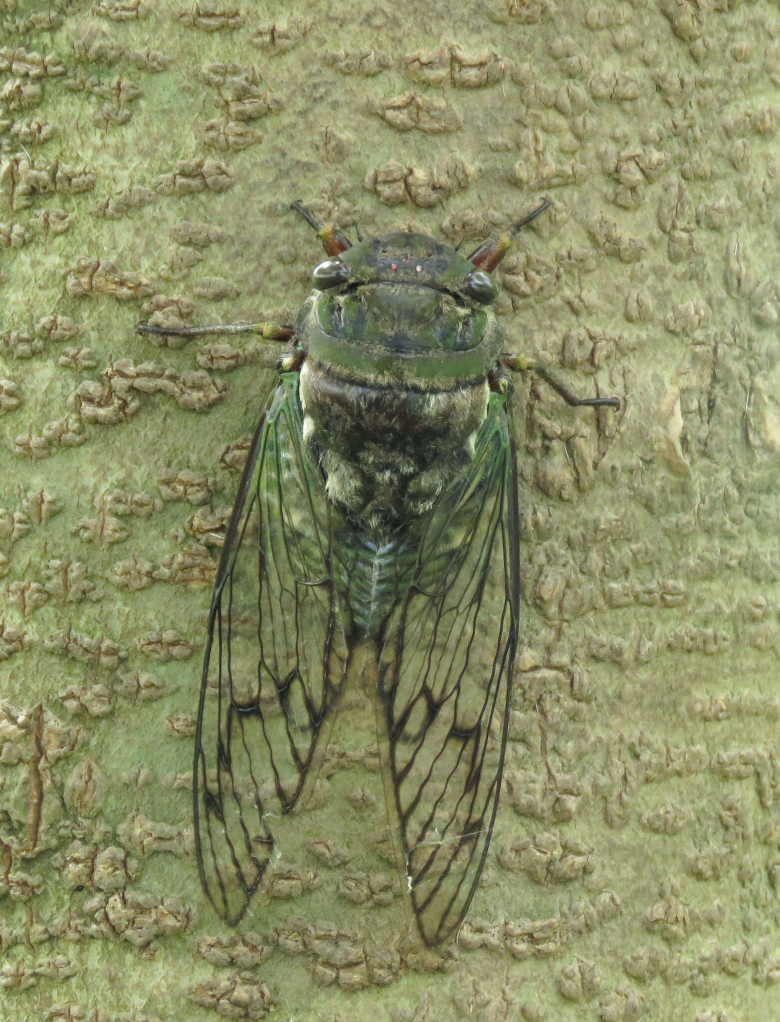 Image of Fidicina toulgoeti Boulard & Martinelli 1996