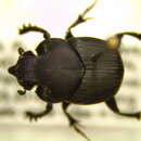 Image of Onthophagus hecate blatchleyi Brown 1929