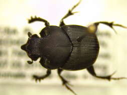 Image of Onthophagus hecate blatchleyi Brown 1929