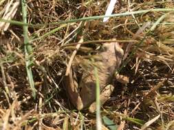 Image of Alpine Tree Frog