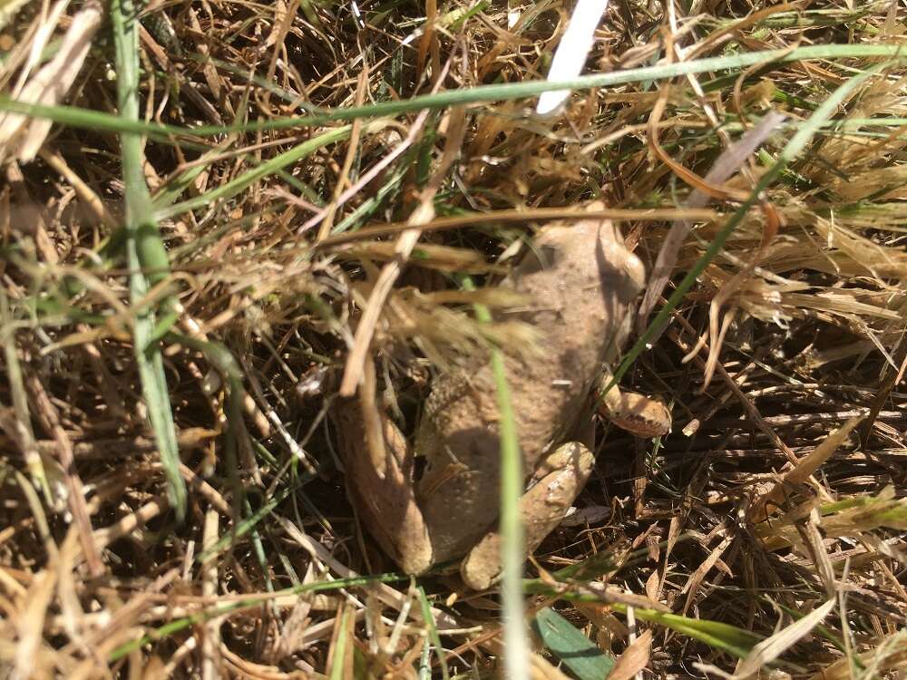 Litoria verreauxii (Duméril 1853)的圖片