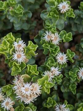 Image of Ericameria cuneata var. cuneata