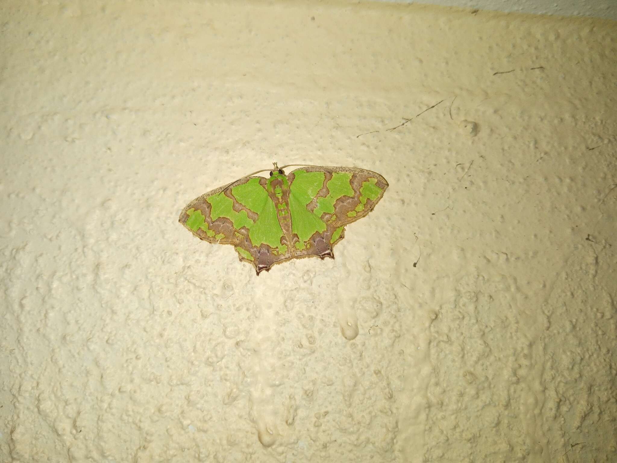 Image de Agathia hemithearia Guenée 1857