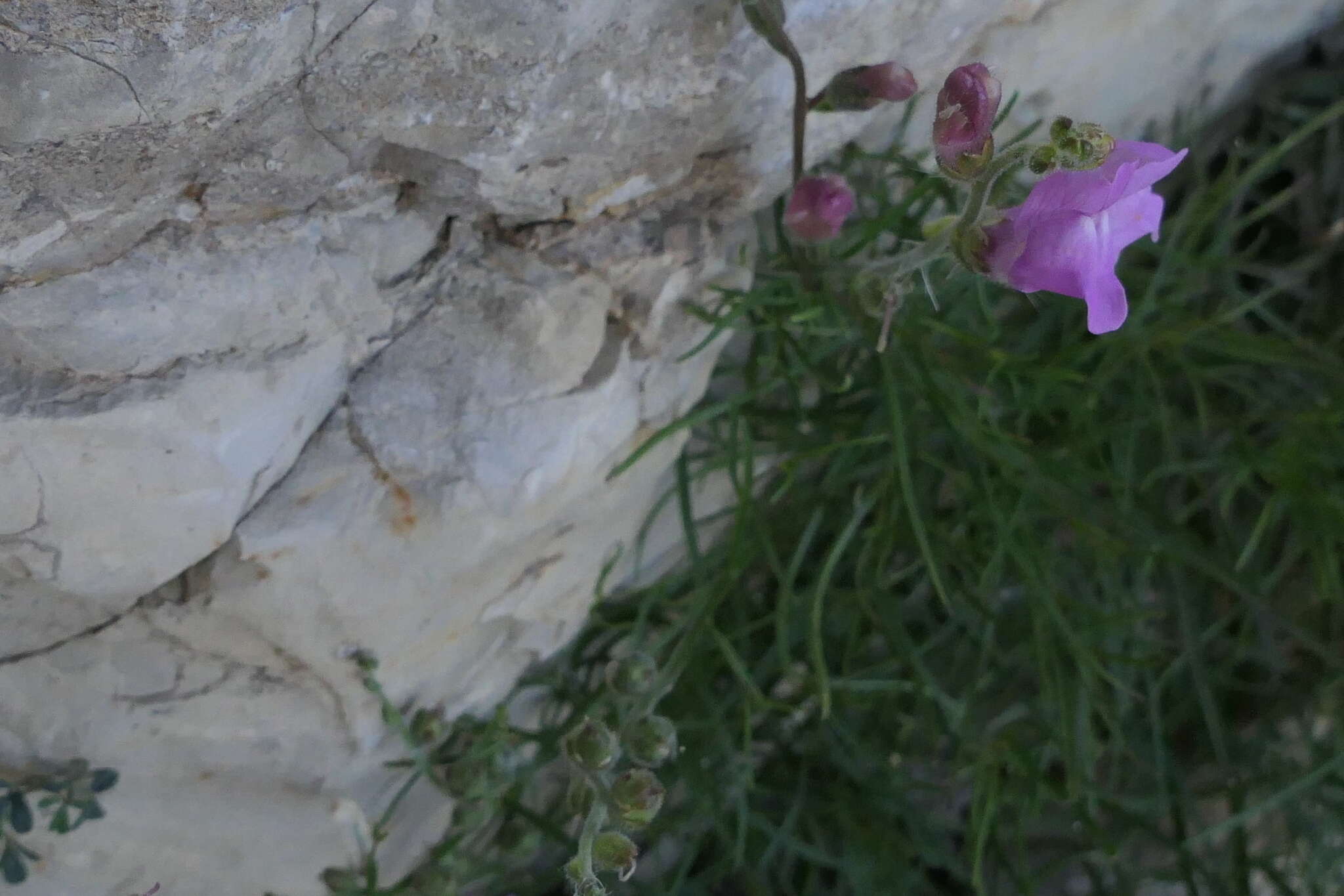 Image of Antirrhinum litigiosum Pau