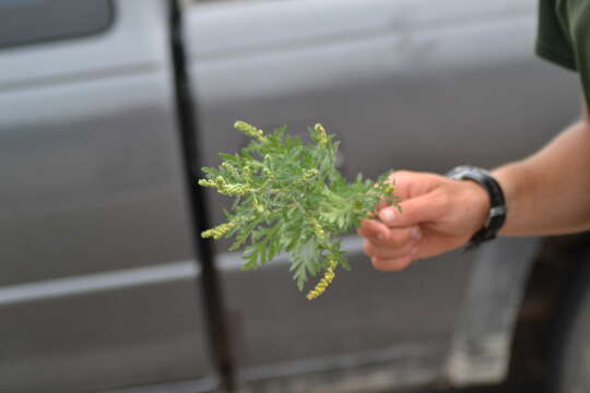 Image of ragweed