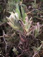 Image de Chloropyron maritimum subsp. maritimum