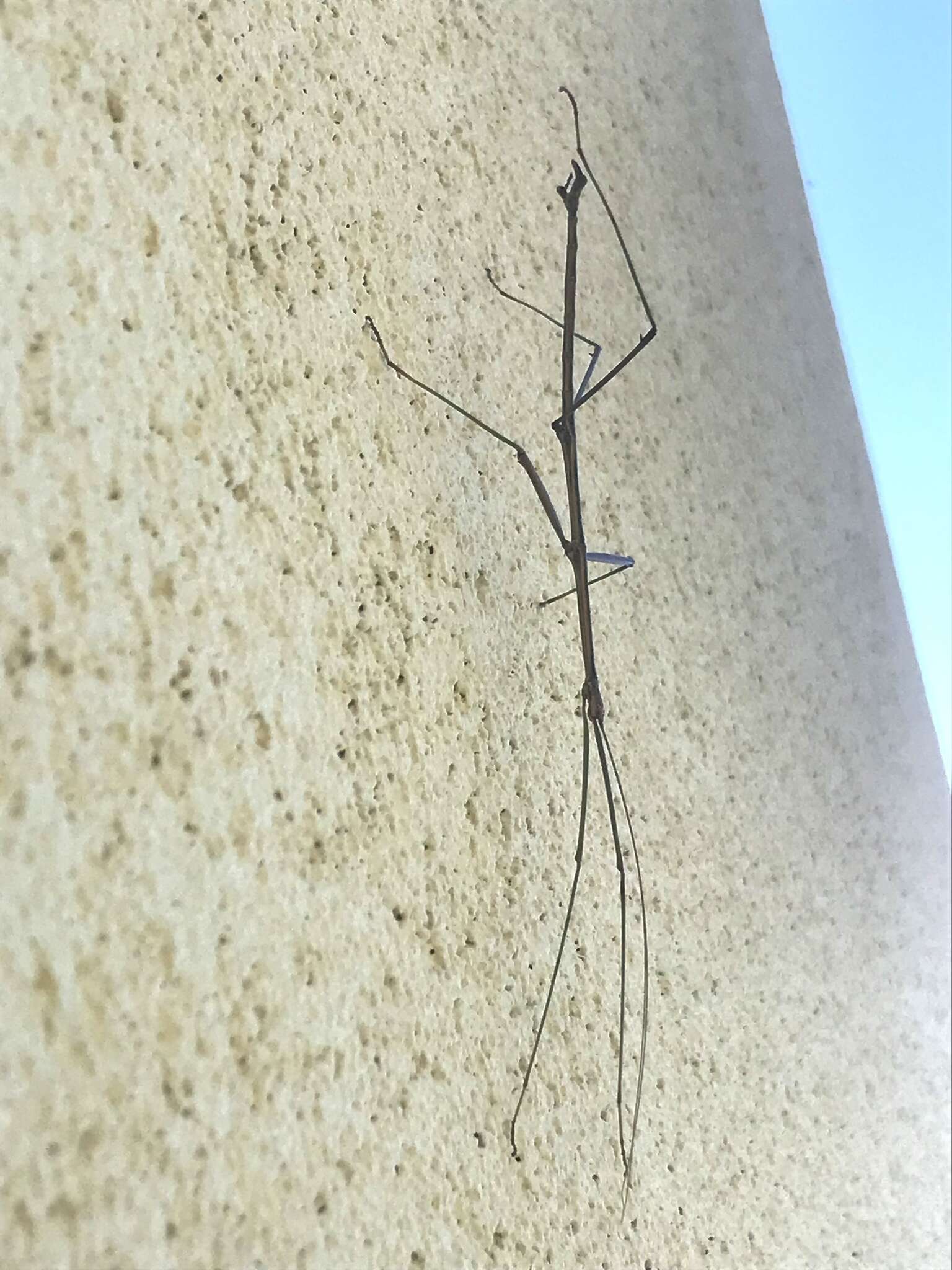 Image of Arizona Walkingstick