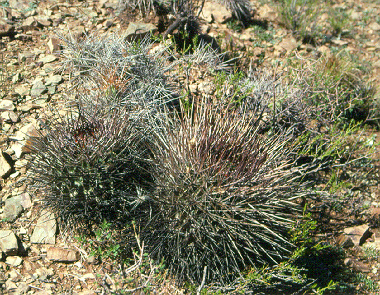 Plancia ëd Echinopsis ferox (Britton & Rose) Backeb.