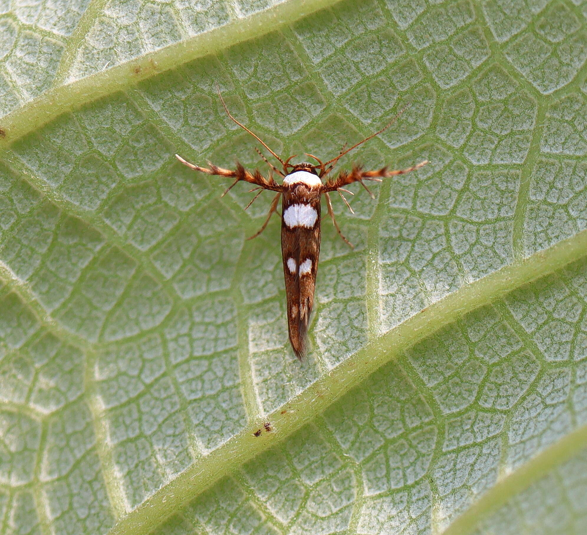 Image of Stathmopoda triselena Meyrick 1897