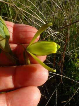 Image of Albuca juncifolia Baker