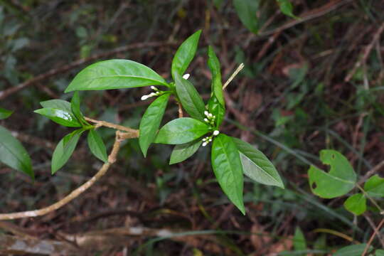 Image de Rauvolfia verticillata (Lour.) Baill.