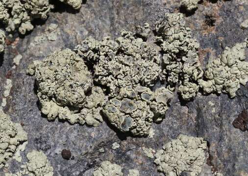 Image of rimmed navel lichen