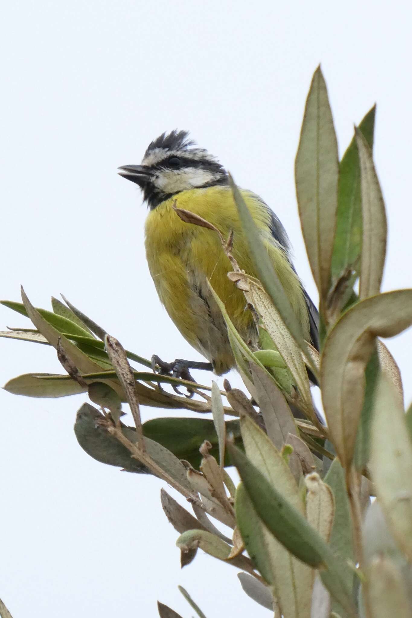 Image of African Blue Tit