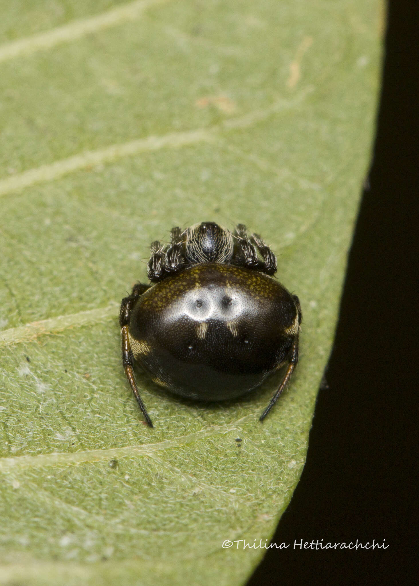 Image of Eriovixia sakiedaorum Tanikawa 1999