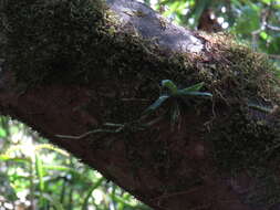 Imagem de Angraecum sacciferum Lindl.