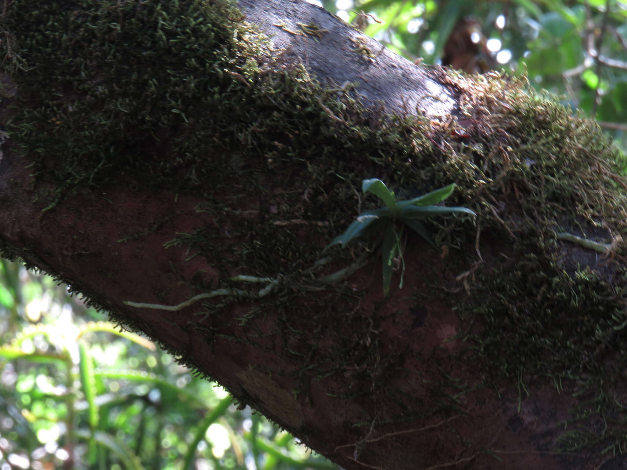 Imagem de Angraecum sacciferum Lindl.