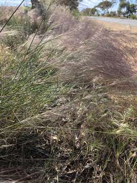 Image of Austrostipa platychaeta (Hughes) S. W. L. Jacobs & J. Everett