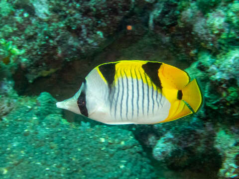 صورة Chaetodon falcula Bloch 1795