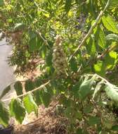 Image of Sicilian sumac