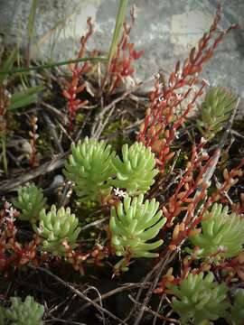 Sivun Sedum microcarpum (Sibth. & Sm.) S. Schönland kuva