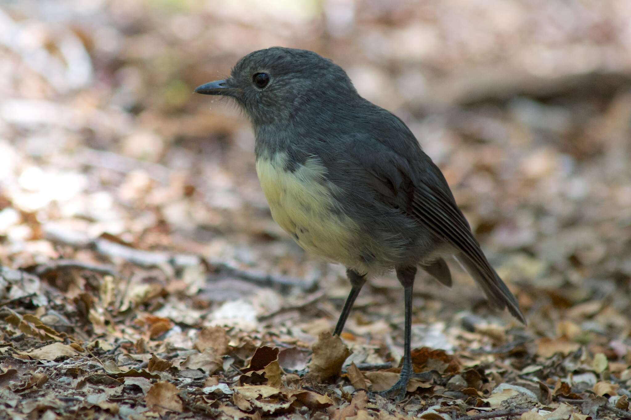 Petroica australis australis (Sparrman 1788)的圖片