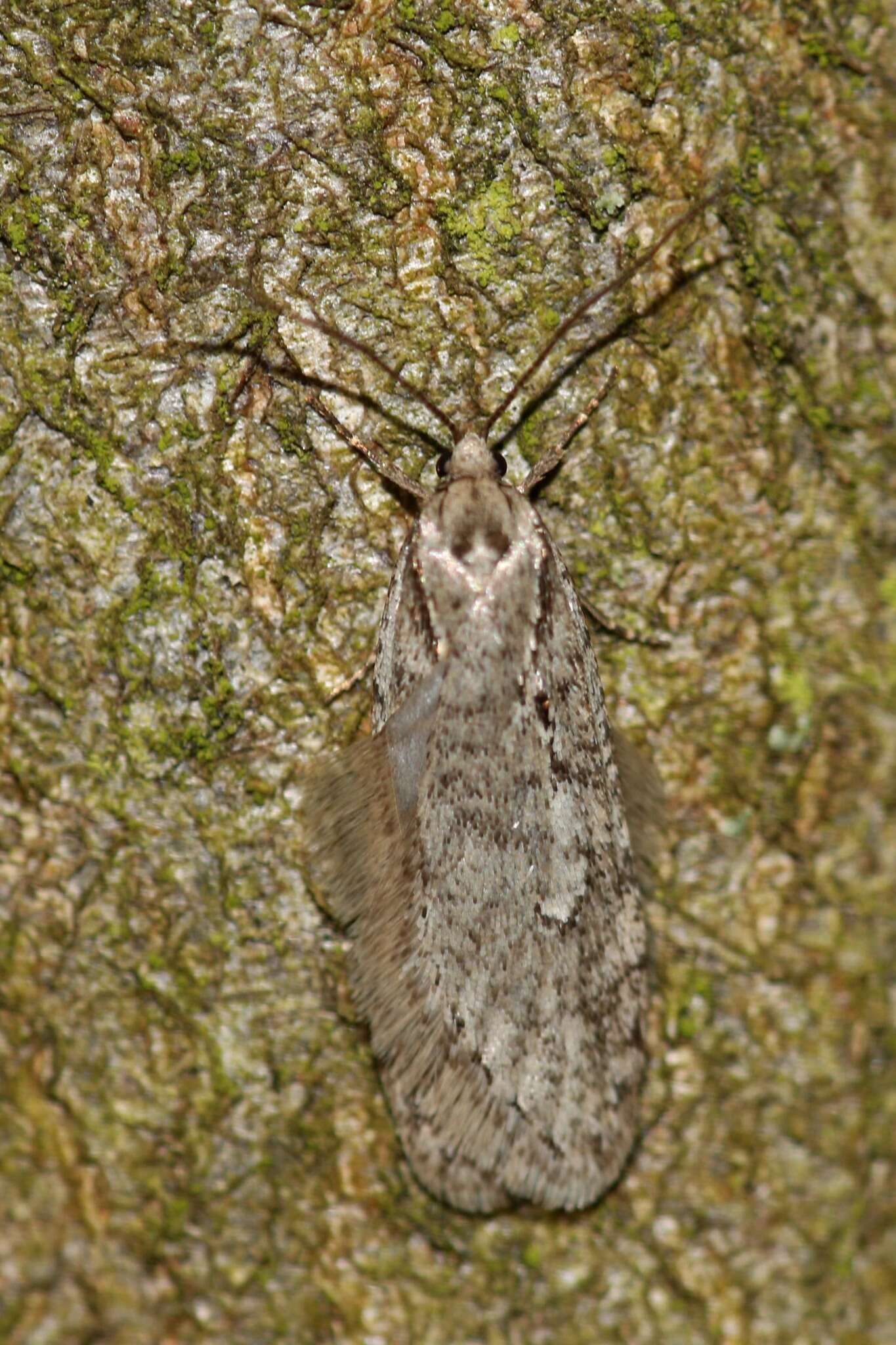 Image of Semioscopis avellanella Hübner 1793