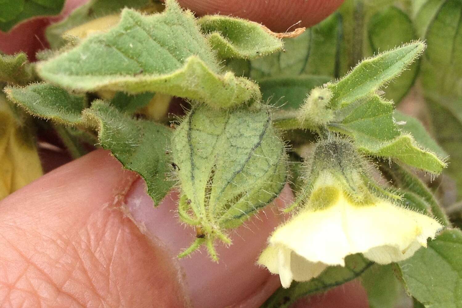 Image of Physalis patula Mill.