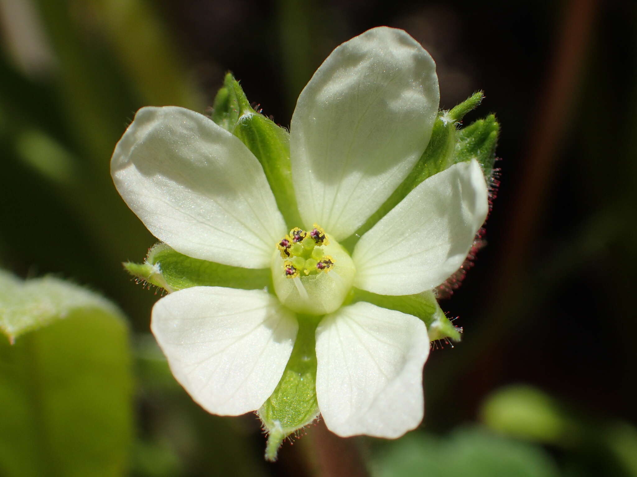 Imagem de Erodium macrophyllum Hook. & Arn.