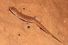 Image of Pilbara Dtella