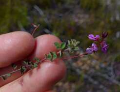 Image of <i>Indigofera alopecuroides</i> var. <i>minor</i> E. Mey.