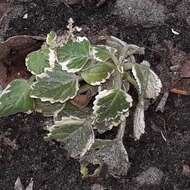 صورة Plectranthus madagascariensis (Pers.) Benth.