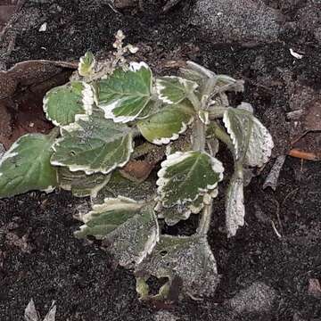 Image of Plectranthus madagascariensis (Pers.) Benth.