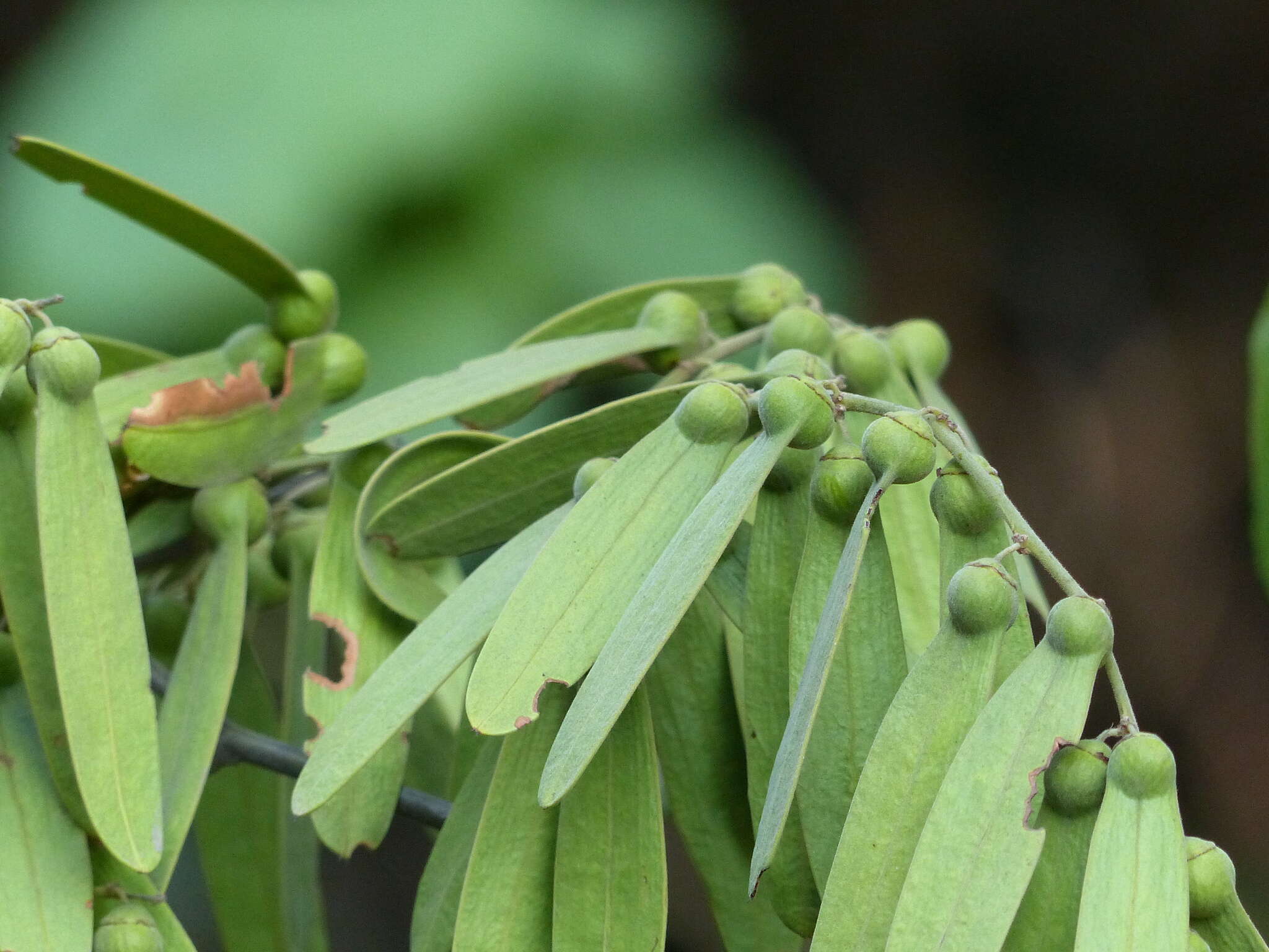 Image of Ventilago madraspatana Gaertn.