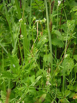 Image of Galium debile Desv.