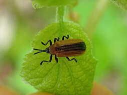 Image of Locust Leaf Miner