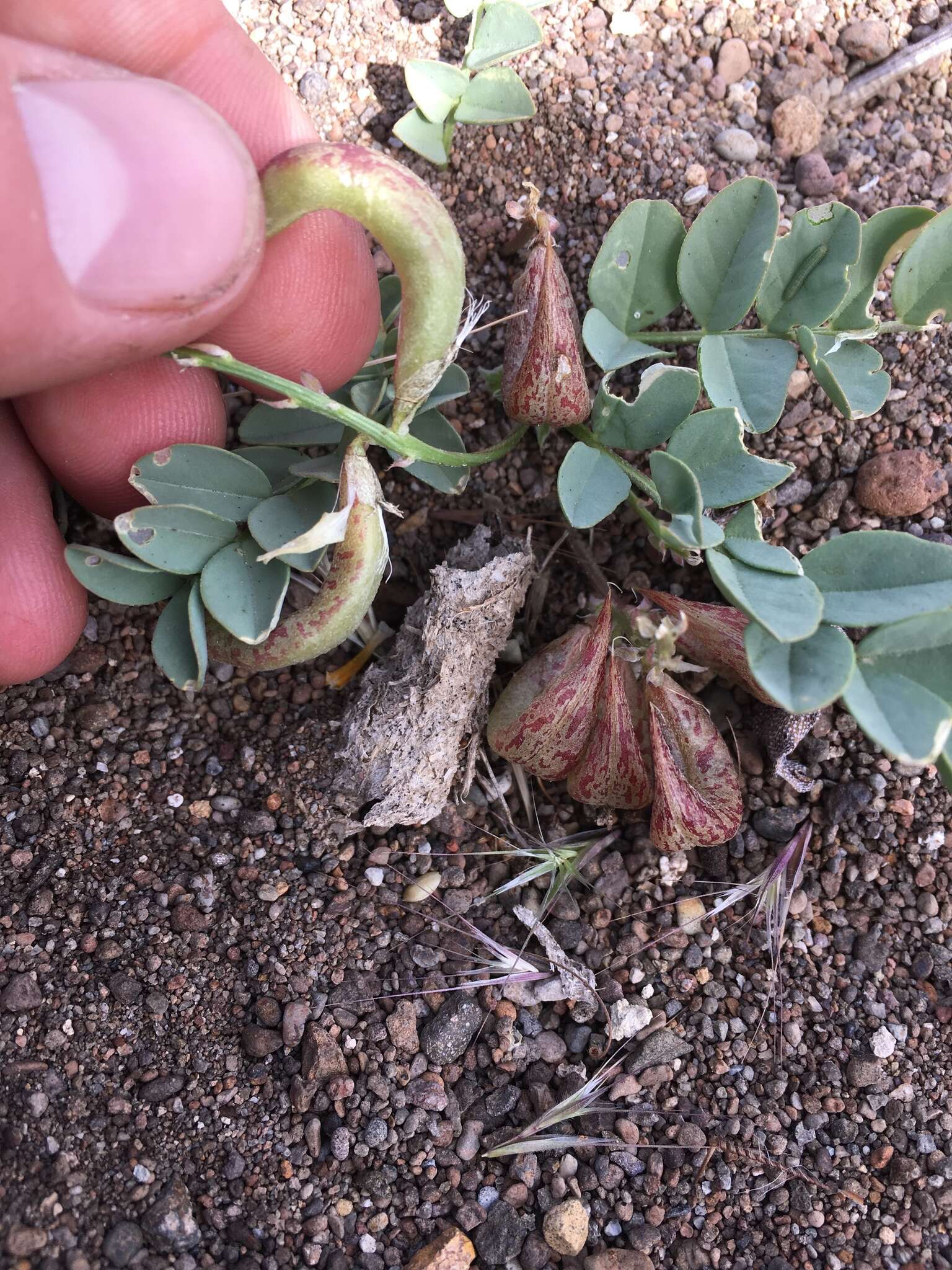 Imagem de Astragalus iodanthus S. Wats.