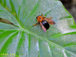 Image of Xylocopa ruficeps Friese 1910