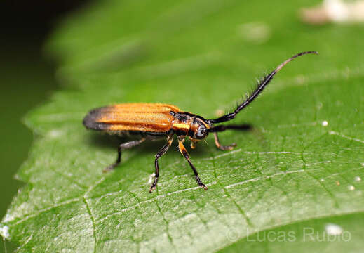 Image de Malacoscylus gonostigma Bates 1881