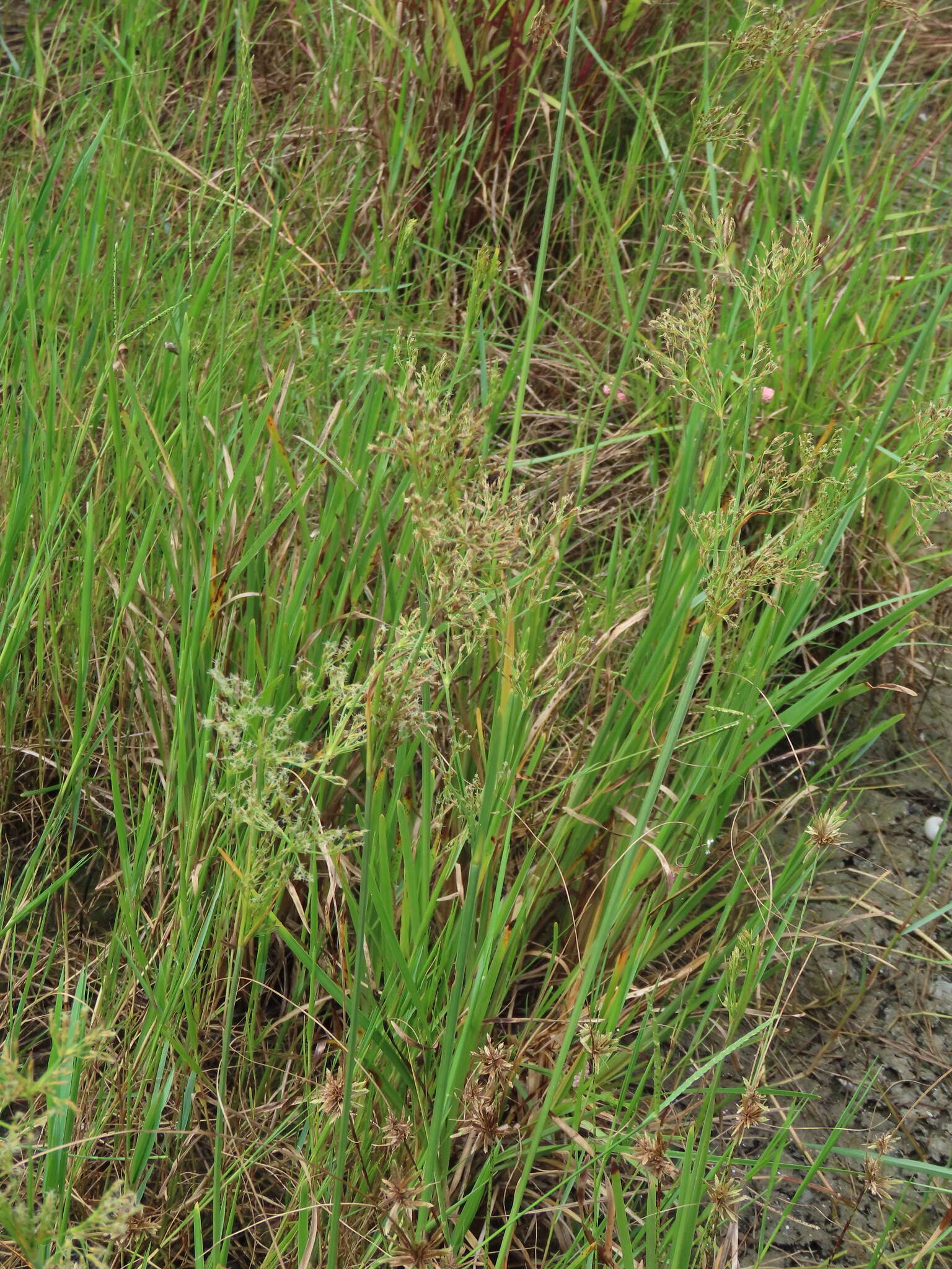 Image de Fimbristylis complanata (Retz.) Link