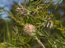 صورة Callistemon paludosus F. Müll.