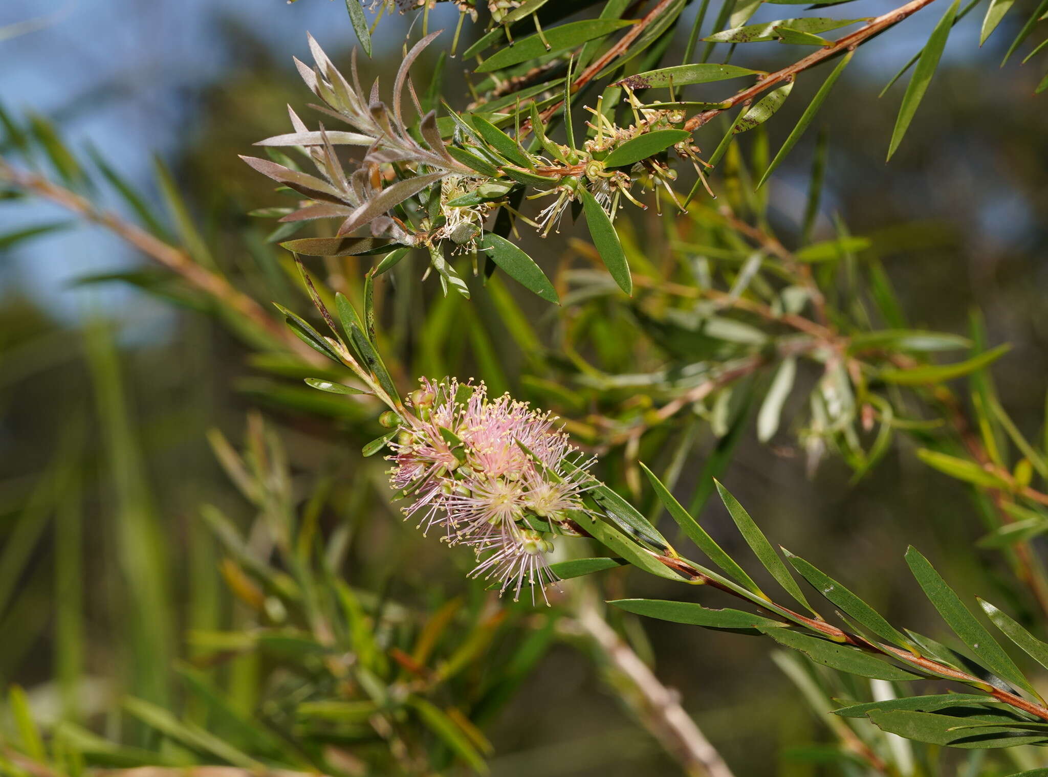 Image of river bottlebrush