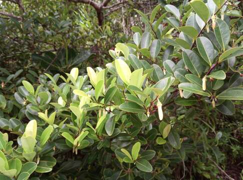 Image of Xylopia humblotiana Baill.