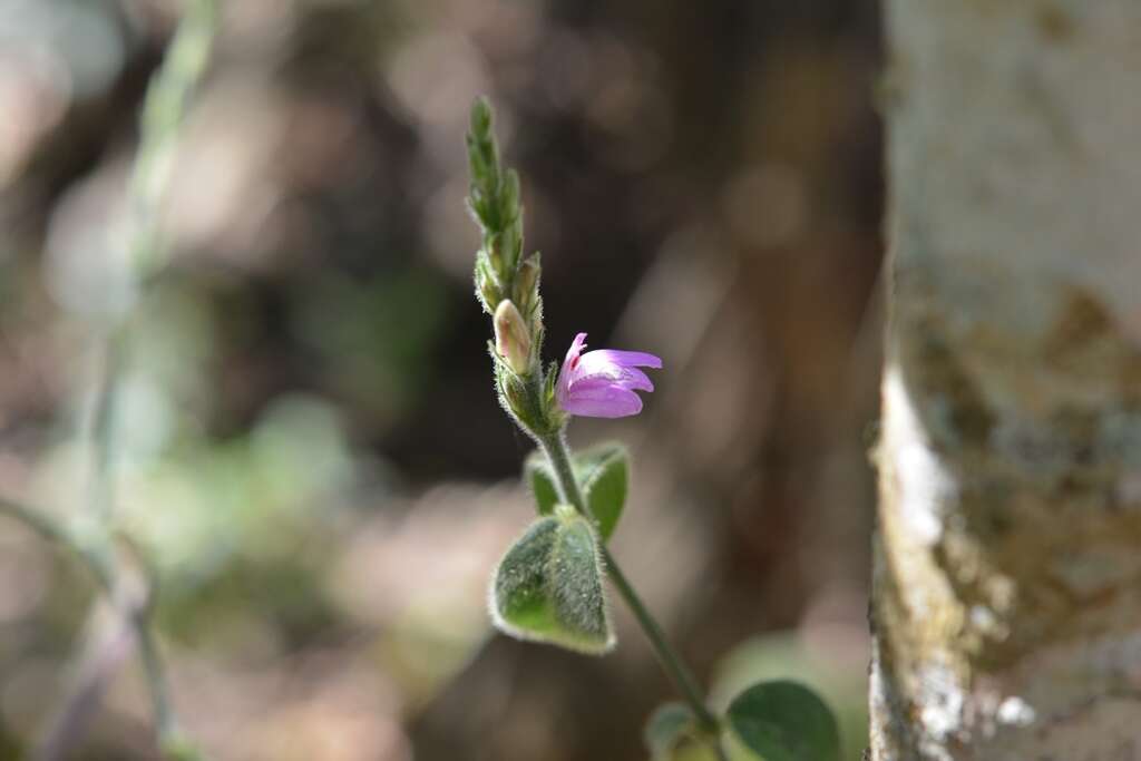 Image of Justicia breviflora (Nees) Rusby