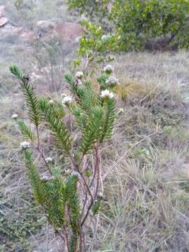 Plancia ëd Stenocline ericoides (Boj. ex DC.)