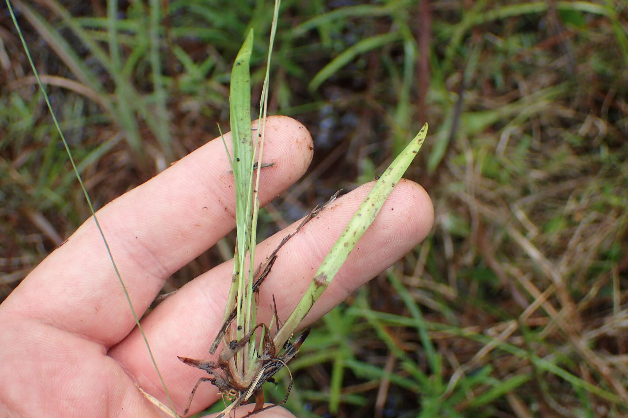 Image of Curtiss' yelloweyed grass