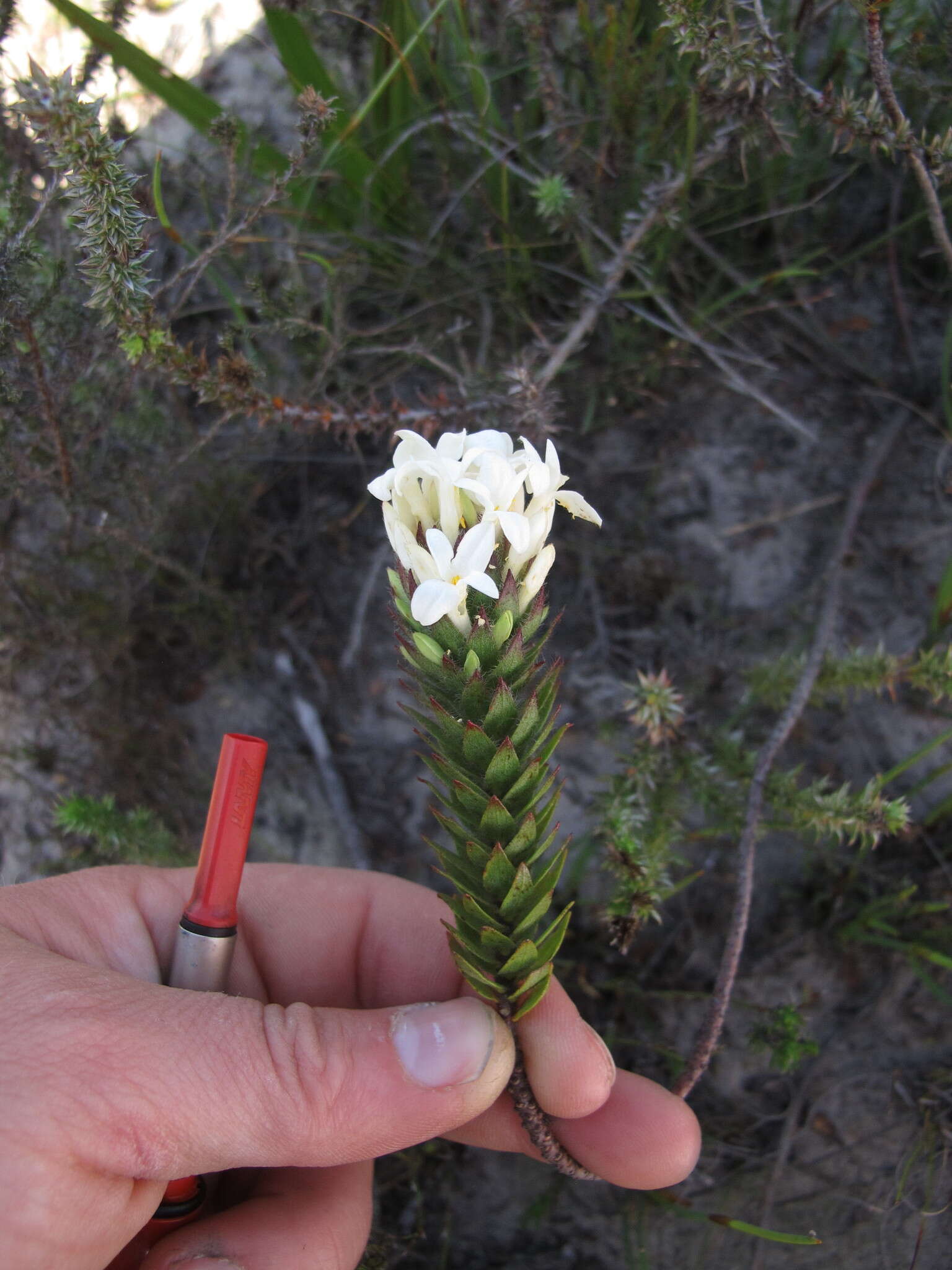 Image of Gnidia ornata (Meissn.) Gilg